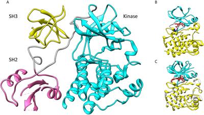 Structure-Function Relationships of Covalent and Non-Covalent BTK Inhibitors